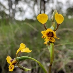 Diuris nigromontana (Black Mountain Leopard Orchid) at Mount Painter - 5 Oct 2020 by JasonC