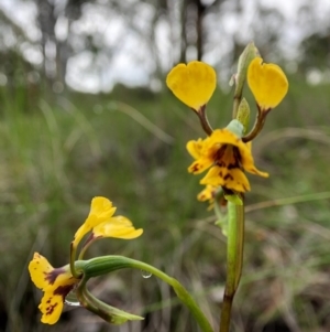 Diuris nigromontana at Cook, ACT - 5 Oct 2020