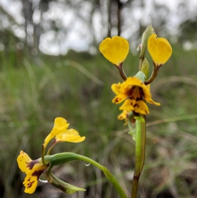 Diuris nigromontana (Black Mountain Leopard Orchid) at Cook, ACT - 5 Oct 2020 by JasonC
