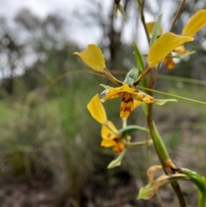 Diuris nigromontana at Cook, ACT - suppressed