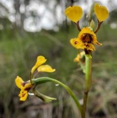 Diuris nigromontana at Cook, ACT - 5 Oct 2020