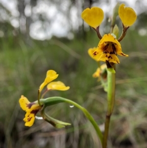 Diuris nigromontana at Cook, ACT - suppressed