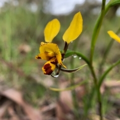 Diuris nigromontana (Black Mountain Leopard Orchid) at Mount Painter - 5 Oct 2020 by JasonC
