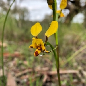 Diuris nigromontana at Cook, ACT - suppressed