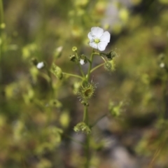 Drosera gunniana (Pale Sundew) at Hawker, ACT - 2 Oct 2020 by AlisonMilton