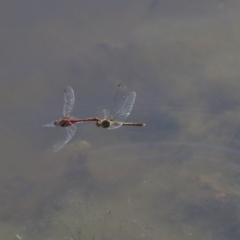 Diplacodes bipunctata (Wandering Percher) at Holt, ACT - 29 Sep 2020 by AlisonMilton