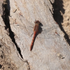 Diplacodes bipunctata at Holt, ACT - 29 Sep 2020 12:40 PM