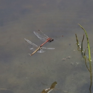 Diplacodes bipunctata at Holt, ACT - 29 Sep 2020 12:40 PM