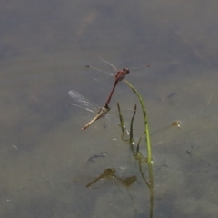 Diplacodes bipunctata at Holt, ACT - 29 Sep 2020 12:40 PM