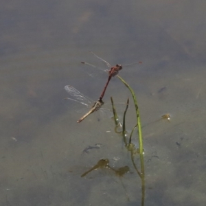 Diplacodes bipunctata at Holt, ACT - 29 Sep 2020 12:40 PM