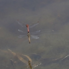 Diplacodes bipunctata at Holt, ACT - 29 Sep 2020