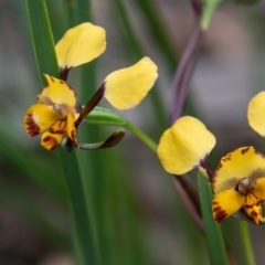 Diuris semilunulata (Late Leopard Orchid) at Paddys River, ACT - 4 Oct 2020 by SWishart
