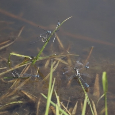 Austrolestes leda (Wandering Ringtail) at Holt, ACT - 29 Sep 2020 by AlisonMilton