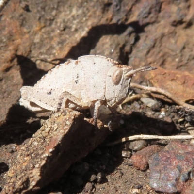 Goniaea sp. (genus) (A gumleaf grasshopper) at Booth, ACT - 5 Oct 2020 by RobParnell