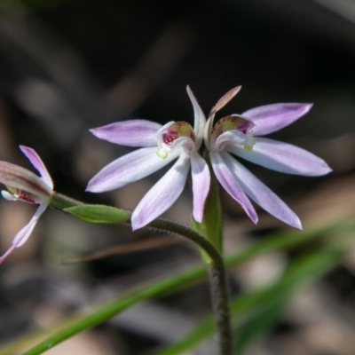 Caladenia carnea (Pink Fingers) at Paddys River, ACT - 4 Oct 2020 by SWishart