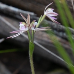 Caladenia carnea at Paddys River, ACT - 4 Oct 2020