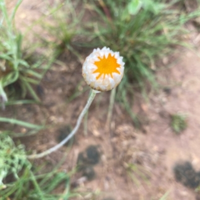 Leucochrysum albicans subsp. tricolor (Hoary Sunray) at Hughes Grassy Woodland - 6 Oct 2020 by KL