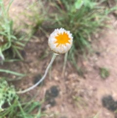 Leucochrysum albicans subsp. tricolor (Hoary Sunray) at Deakin, ACT - 6 Oct 2020 by KL