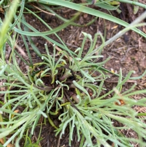 Leucochrysum albicans subsp. tricolor at Deakin, ACT - 6 Oct 2020 12:44 PM