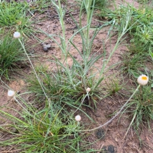 Leucochrysum albicans subsp. tricolor at Deakin, ACT - 6 Oct 2020