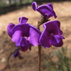 Swainsona sericea (Silky Swainson-Pea) at Red Hill, ACT - 4 Oct 2020 by RobParnell