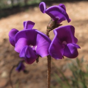 Swainsona sericea at Red Hill, ACT - 4 Oct 2020