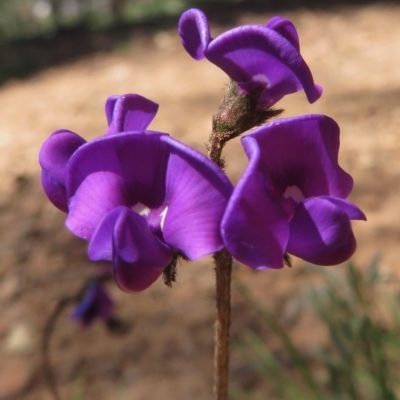 Swainsona sericea (Silky Swainson-Pea) at Red Hill, ACT - 4 Oct 2020 by RobParnell