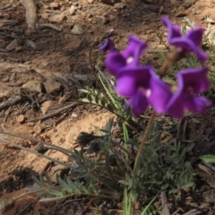 Swainsona sericea at Red Hill, ACT - 4 Oct 2020