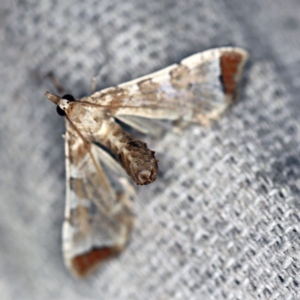 Sceliodes cordalis at O'Connor, ACT - 4 Oct 2020