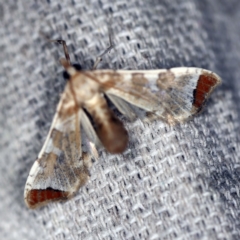 Sceliodes cordalis at O'Connor, ACT - 4 Oct 2020