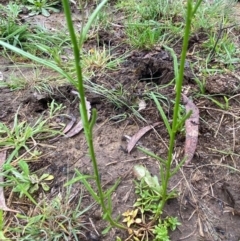 Linaria pelisseriana (Pelisser's Toadflax) at Hughes Grassy Woodland - 6 Oct 2020 by KL