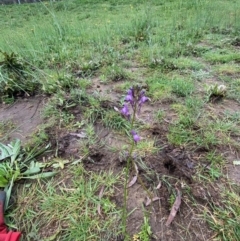 Linaria pelisseriana at Hughes, ACT - 6 Oct 2020