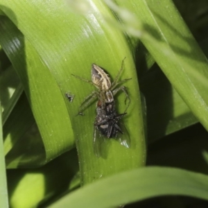 Oxyopes sp. (genus) at Higgins, ACT - 5 Oct 2020