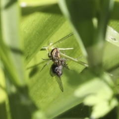 Oxyopes sp. (genus) at Higgins, ACT - 5 Oct 2020