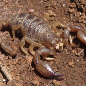 Urodacus manicatus at Red Hill, ACT - 4 Oct 2020