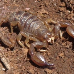 Urodacus manicatus (Black Rock Scorpion) at Red Hill, ACT - 4 Oct 2020 by RobParnell