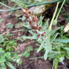 Gamochaeta calviceps (Narrowleaf Purple Everlasting) at Hughes Grassy Woodland - 6 Oct 2020 by KL