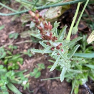 Gamochaeta calviceps at Hughes, ACT - 6 Oct 2020