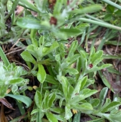 Gamochaeta calviceps at Hughes, ACT - 6 Oct 2020