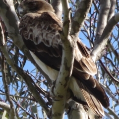 Hieraaetus morphnoides (Little Eagle) at Red Hill Nature Reserve - 3 Oct 2020 by RobParnell