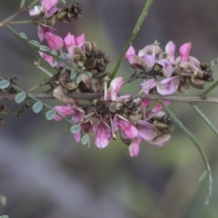 Indigofera adesmiifolia (Tick Indigo) at Hawker, ACT - 23 Sep 2020 by AlisonMilton