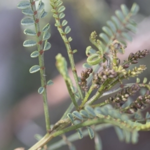 Indigofera adesmiifolia at Hawker, ACT - 24 Sep 2020