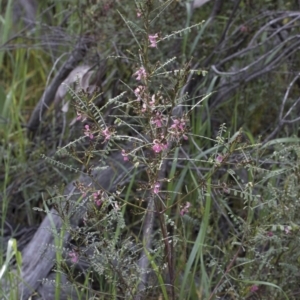 Indigofera adesmiifolia at Hawker, ACT - 24 Sep 2020