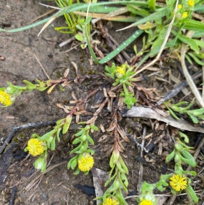 Triptilodiscus pygmaeus (Annual Daisy) at Hughes Grassy Woodland - 6 Oct 2020 by KL