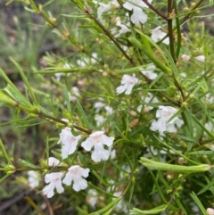 Westringia eremicola (Slender Western Rosemary) at Hughes, ACT - 6 Oct 2020 by KL