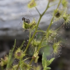 Drosera (genus) (A Sundew) at Hawker, ACT - 24 Sep 2020 by AlisonMilton