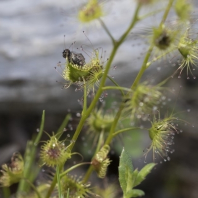 Drosera sp. (A Sundew) at The Pinnacle - 23 Sep 2020 by AlisonMilton