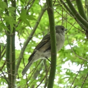 Pachycephala pectoralis at Gungahlin, ACT - 6 Oct 2020