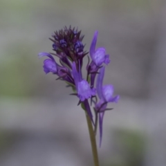 Linaria pelisseriana (Pelisser's Toadflax) at Hawker, ACT - 24 Sep 2020 by AlisonMilton