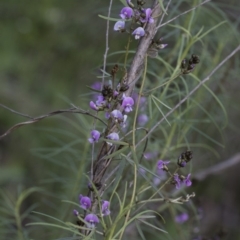 Glycine clandestina (Twining Glycine) at Hawker, ACT - 23 Sep 2020 by AlisonMilton